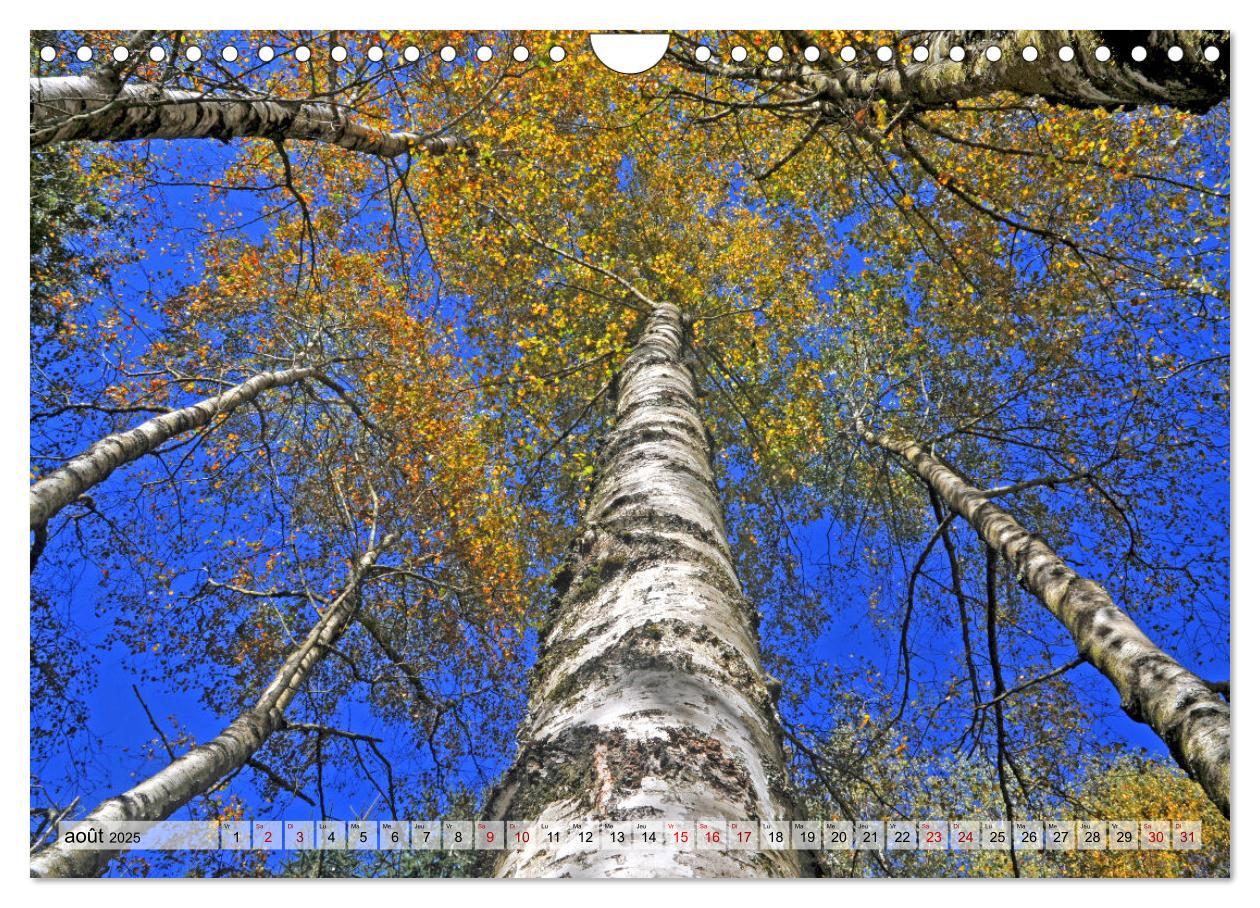 Bild: 9781325938544 | Au c¿ur de la forêt (Calendrier mural 2025 DIN A4 vertical),...