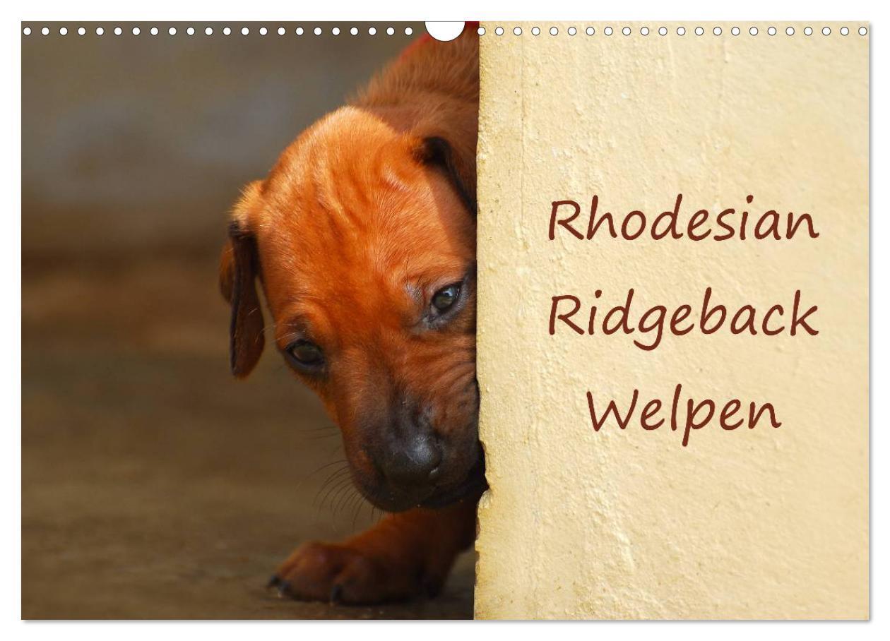 Cover: 9783435623518 | Rhodesian Ridgeback Welpen (Wandkalender 2025 DIN A3 quer),...