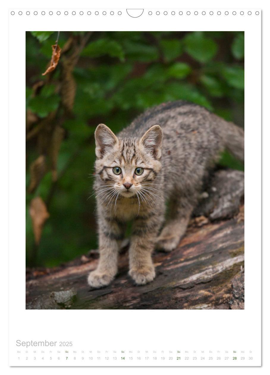 Bild: 9783435954179 | Wildkatzen - Kleine Samtpfoten des Waldes (Wandkalender 2025 DIN A3...