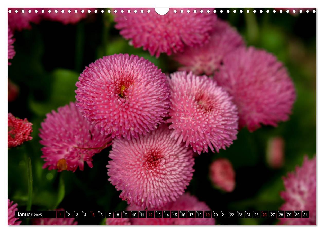 Bild: 9783435227884 | Kleine Blumen ganz groß (Wandkalender 2025 DIN A3 quer), CALVENDO...