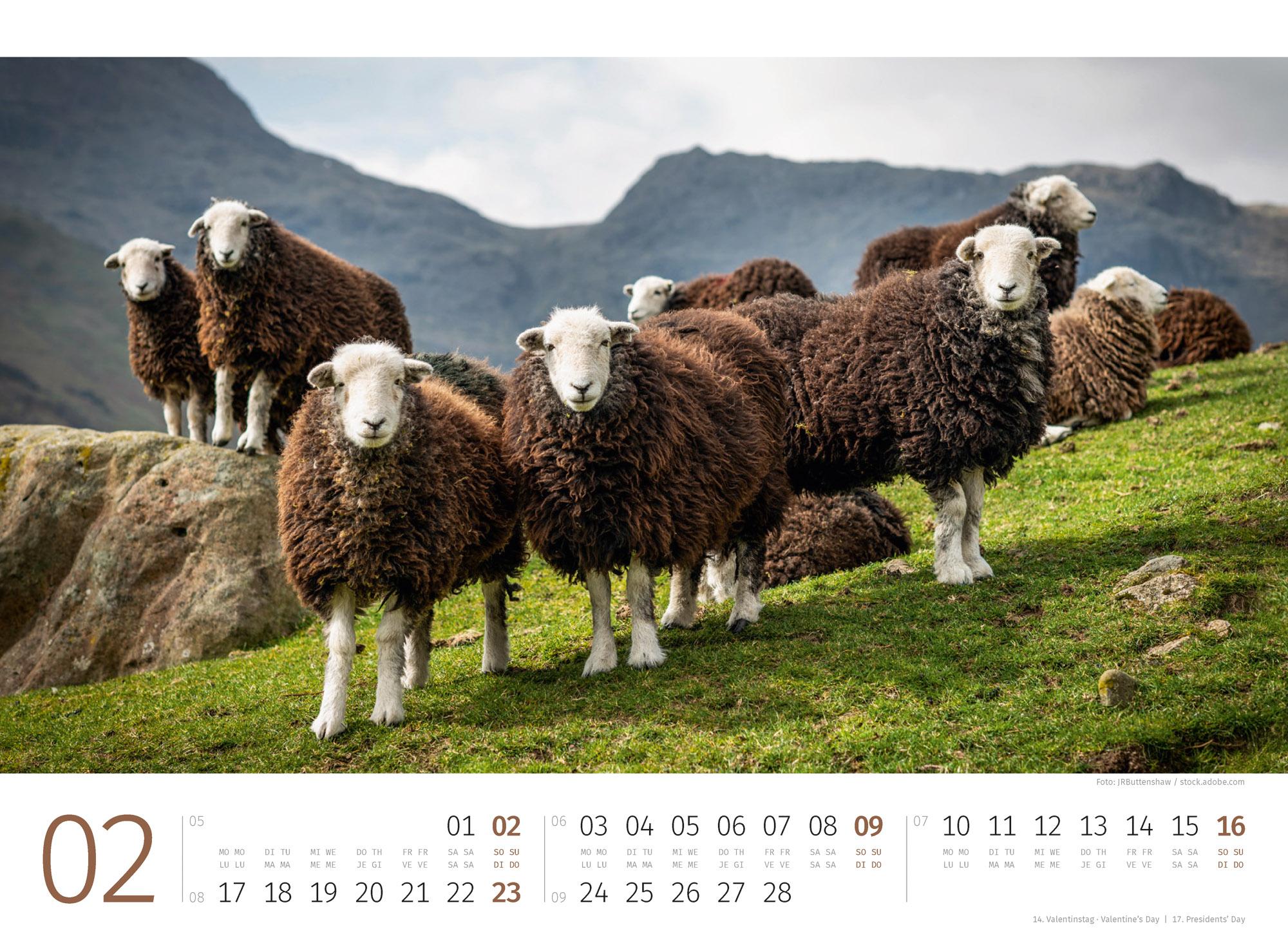 Bild: 9783838425887 | Schafe Kalender 2025 | Ackermann Kunstverlag | Kalender | 14 S. | 2025