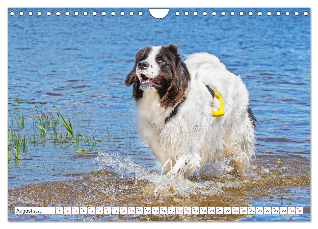 Bild: 9783383859618 | Traumhund Landseer (Wandkalender 2025 DIN A4 quer), CALVENDO...