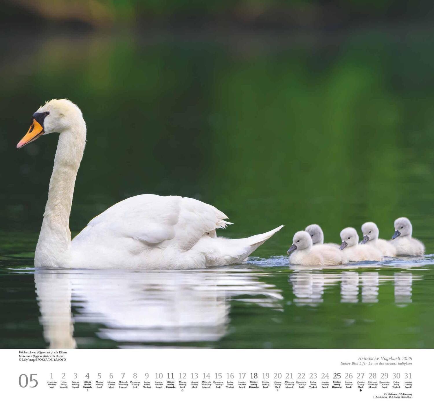 Bild: 4250809653525 | Heimische Vogelwelt 2025 - DUMONT Wandkalender - mit den...