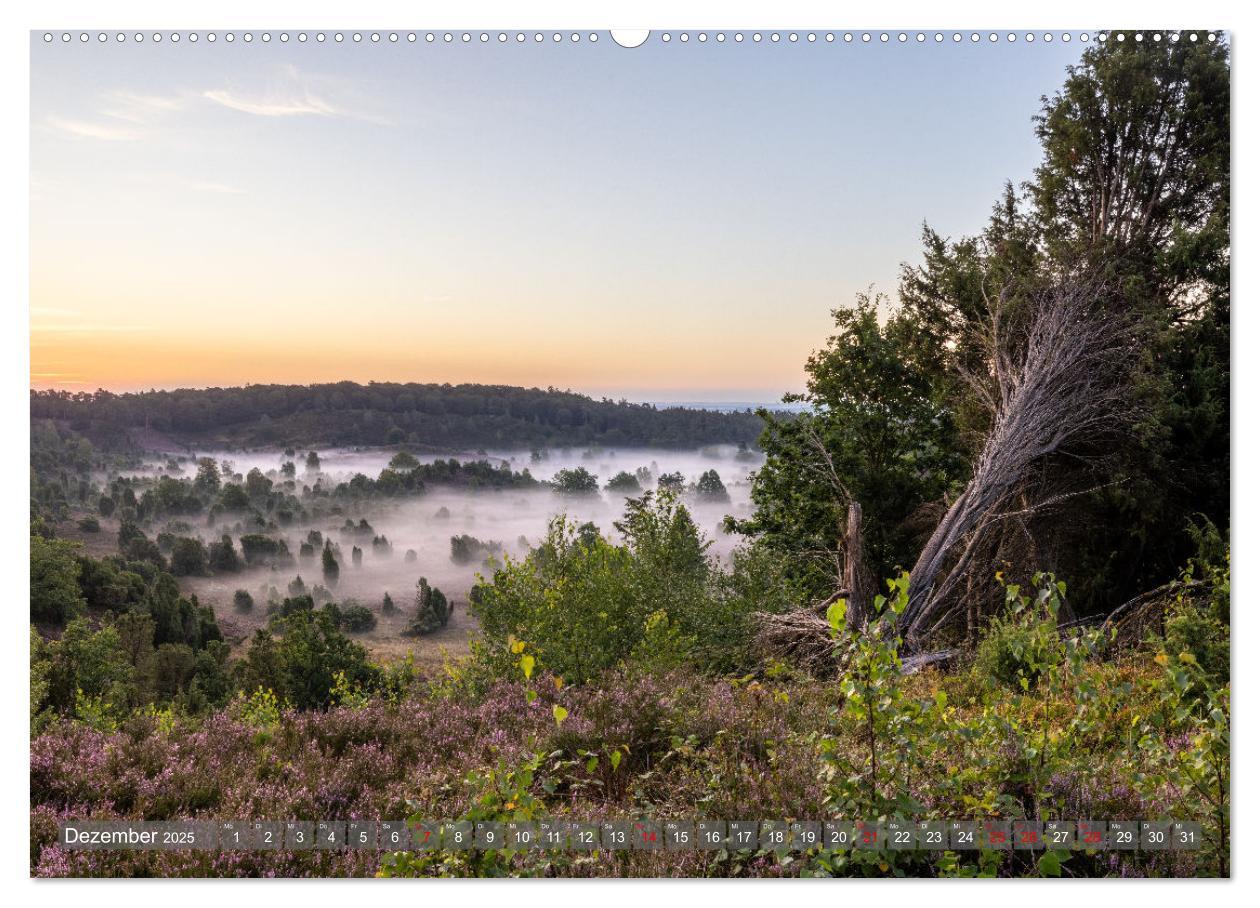 Bild: 9783383852541 | Die Lüneburger Heide - In voller Blüte (Wandkalender 2025 DIN A2...