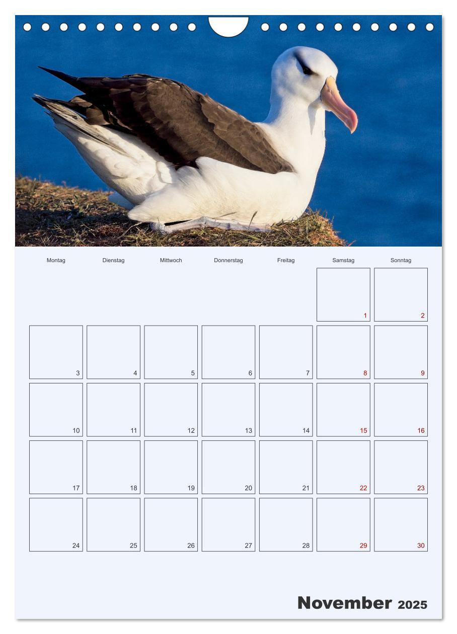 Bild: 9783435869565 | Wildes Leben auf Helgoland (Wandkalender 2025 DIN A4 hoch),...