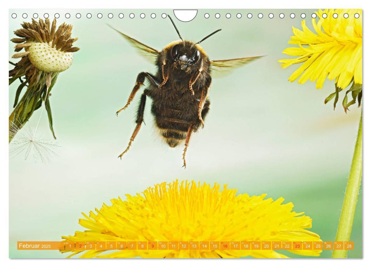 Bild: 9783435220946 | Sechs Beine in der Luft - Wildbienen im Flug (Wandkalender 2025 DIN...