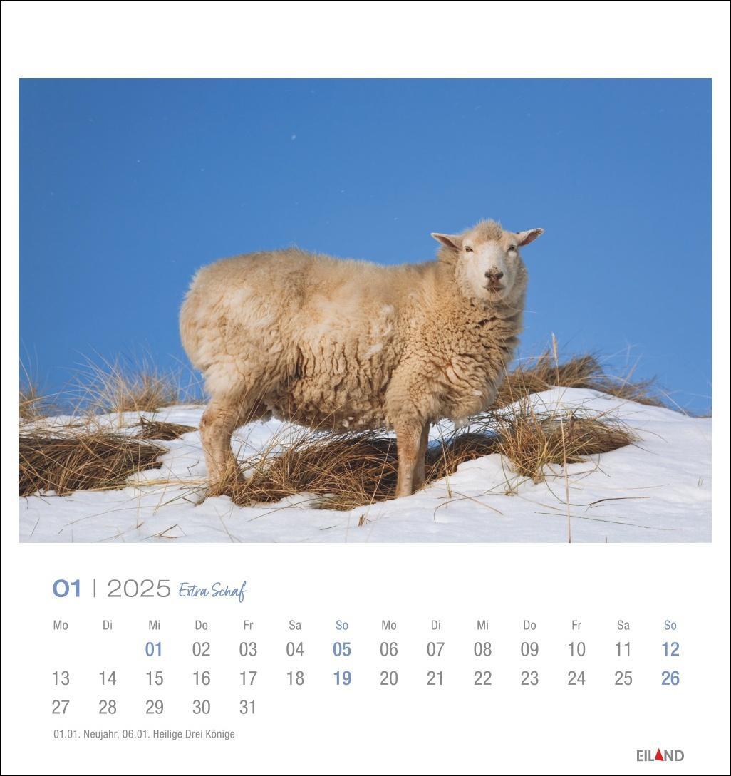 Bild: 9783964023254 | Extra Schaf Postkartenkalender 2025 | Eiland | Kalender | 13 S. | 2025