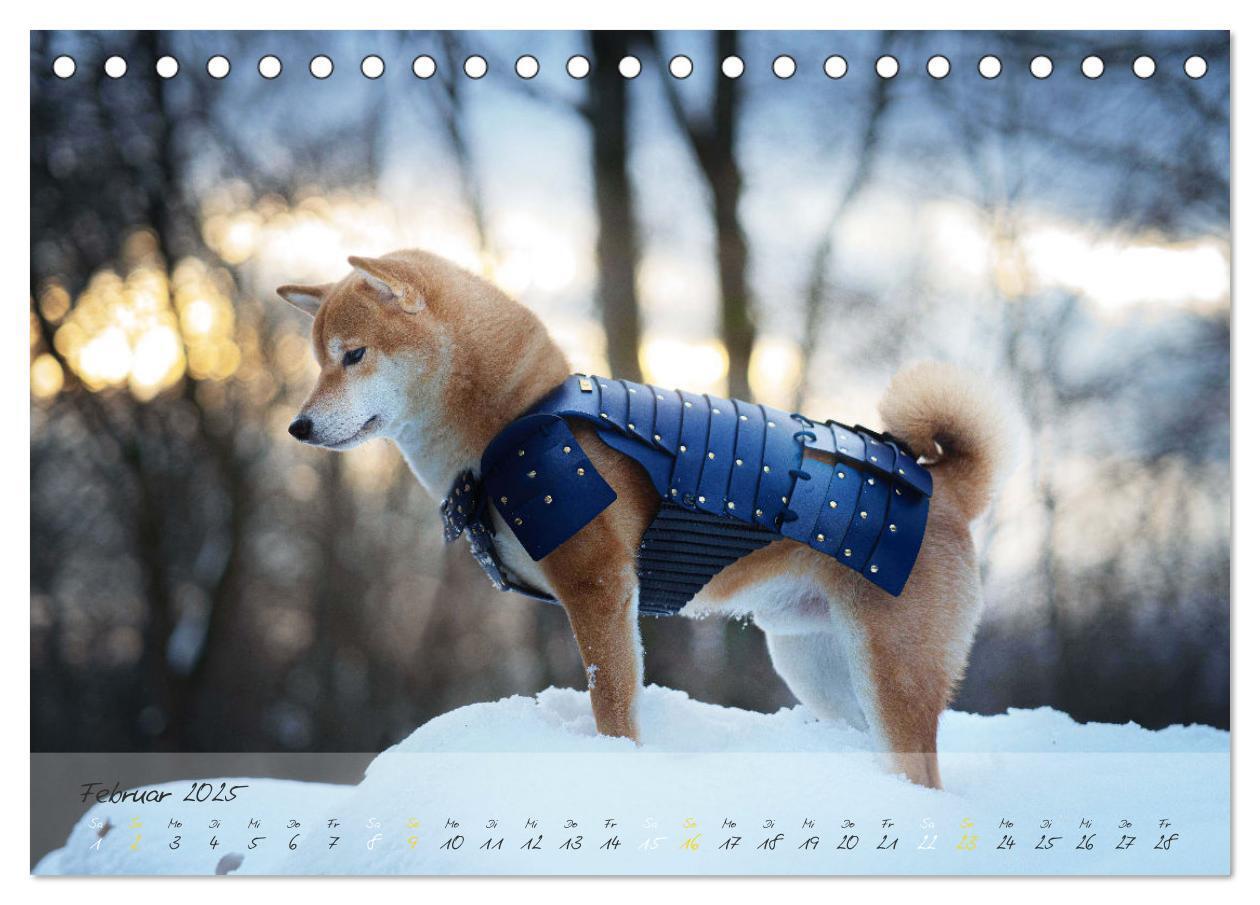 Bild: 9783435050956 | Shiba Inu - mutig, treu, selbstbewusst (Tischkalender 2025 DIN A5...