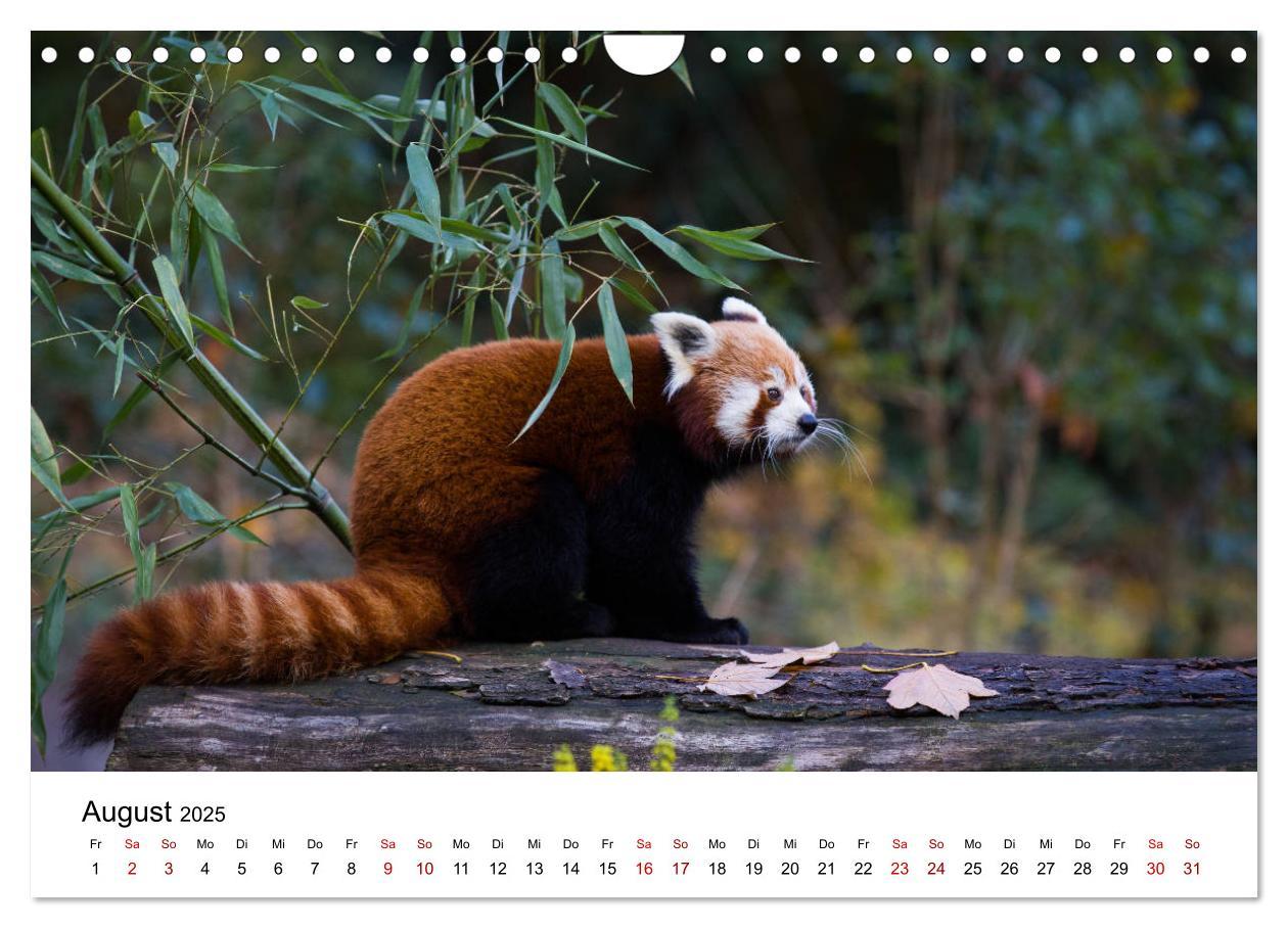 Bild: 9783435330706 | Rote Pandas - geschickte Kletterer (Wandkalender 2025 DIN A4 quer),...