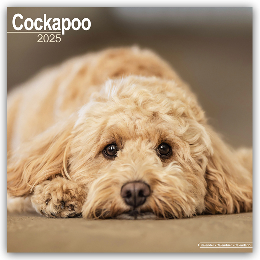 Cover: 9781804603307 | Cockapoo - Cockapoos 2025 - 16-Monatskalender | Ltd | Kalender | 13 S.