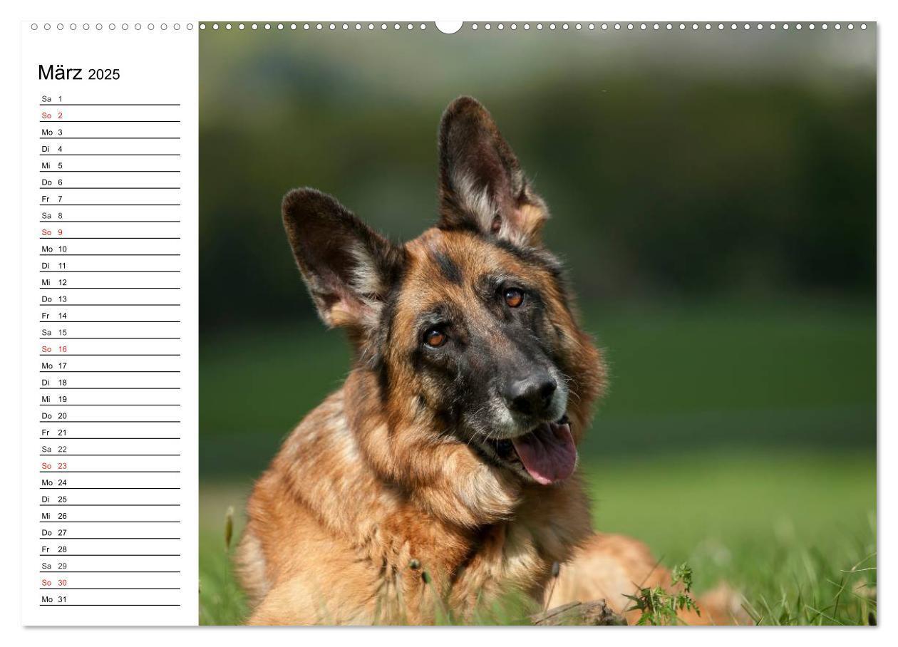 Bild: 9783435473465 | Deutsche Schäferhunde - Liebenswerte Graunasen (Wandkalender 2025...