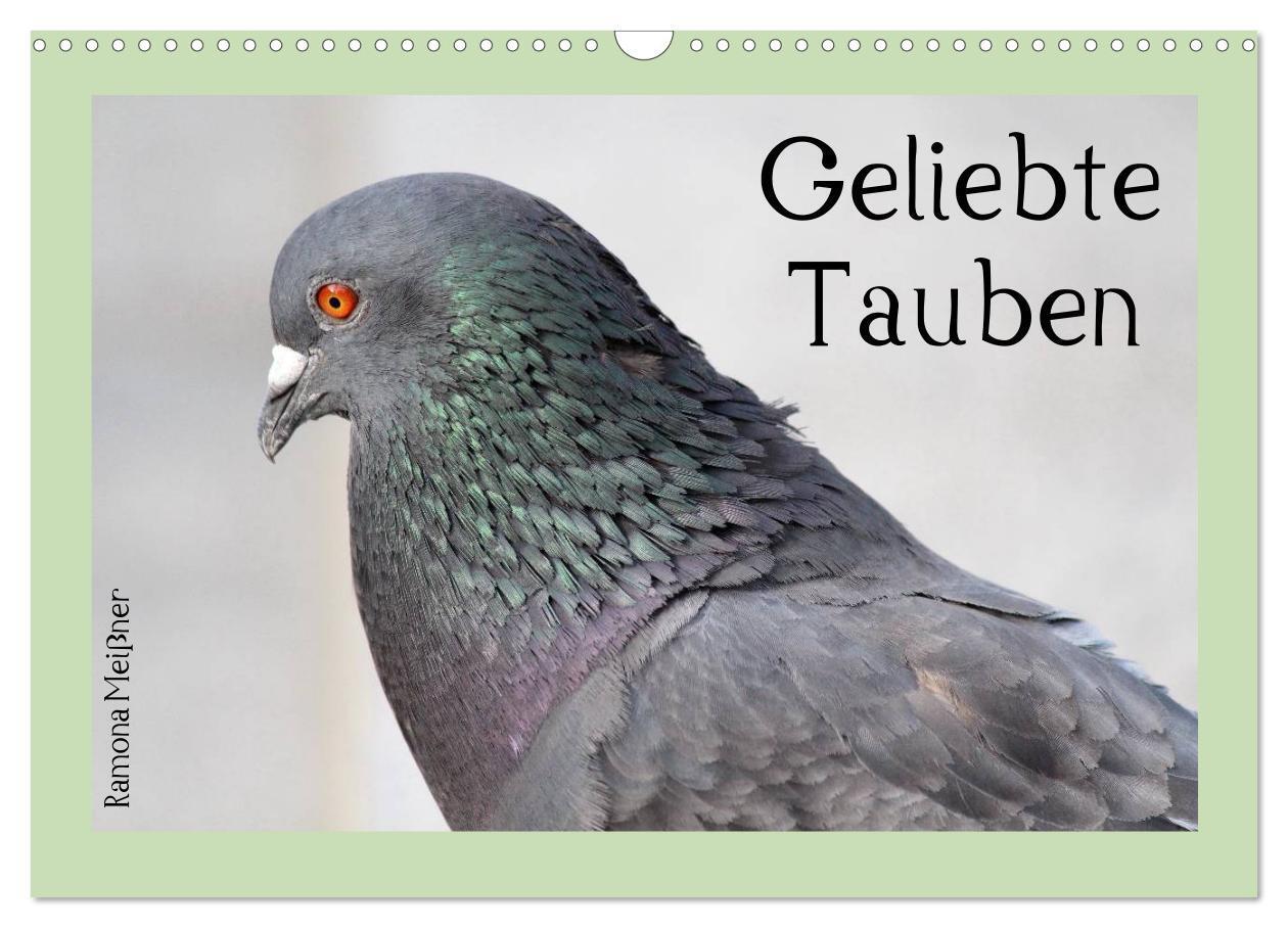 Cover: 9783435756278 | Geliebte Tauben (Wandkalender 2025 DIN A3 quer), CALVENDO...