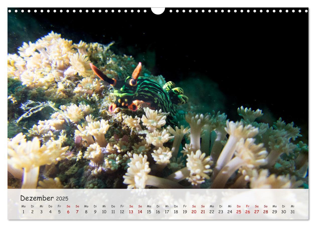 Bild: 9783383883279 | Faszination Meer und Fische (Wandkalender 2025 DIN A3 quer),...