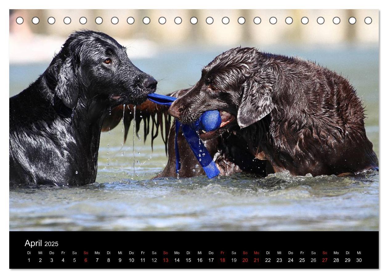 Bild: 9783435722136 | Flatcoated Retriever (Tischkalender 2025 DIN A5 quer), CALVENDO...