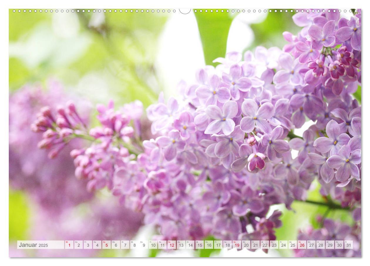 Bild: 9783435332465 | Fliederblüte (hochwertiger Premium Wandkalender 2025 DIN A2 quer),...