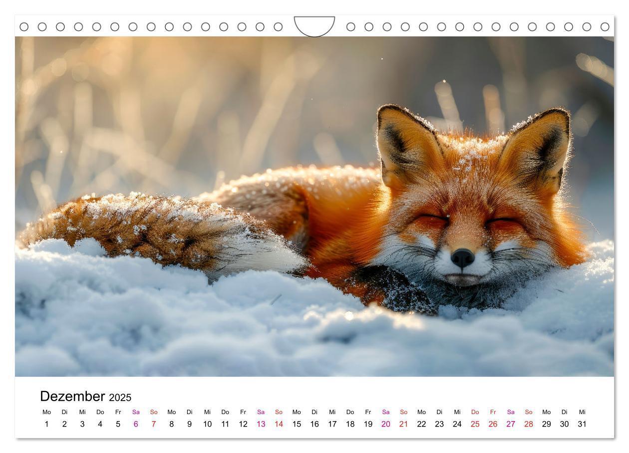 Bild: 9783383815126 | Fuchs - schöne Momente (Wandkalender 2025 DIN A4 quer), CALVENDO...