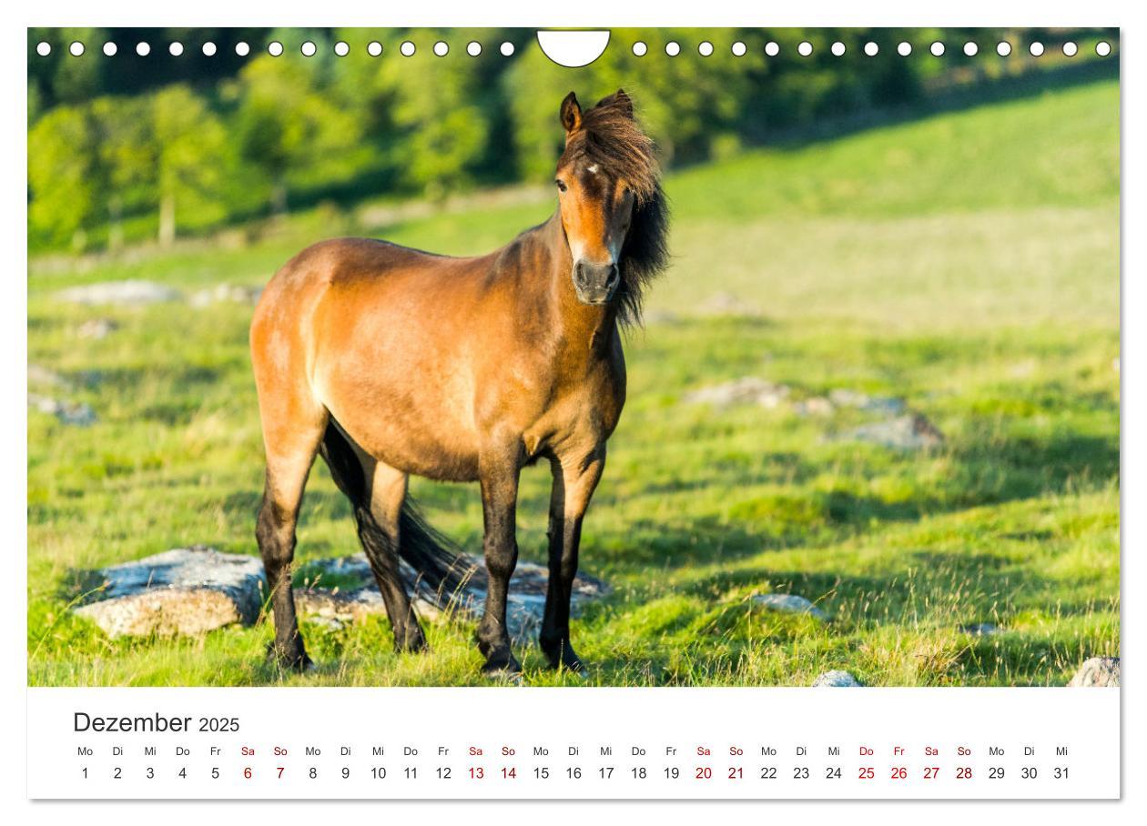 Bild: 9783383927973 | Freiheitsliebende Wildpferde (Wandkalender 2025 DIN A4 quer),...