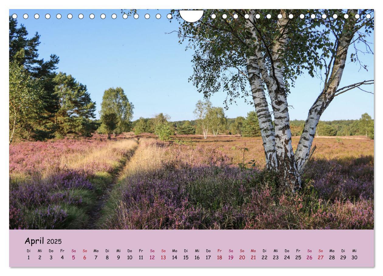 Bild: 9783435030514 | Lüneburger Heide Wege (Wandkalender 2025 DIN A4 quer), CALVENDO...