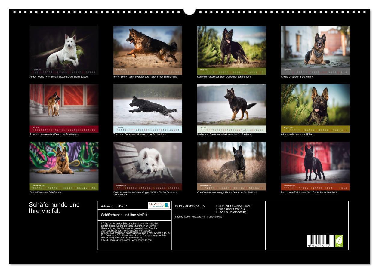 Bild: 9783435350315 | Schäferhunde und Ihre Vielfalt (Wandkalender 2025 DIN A2 quer),...