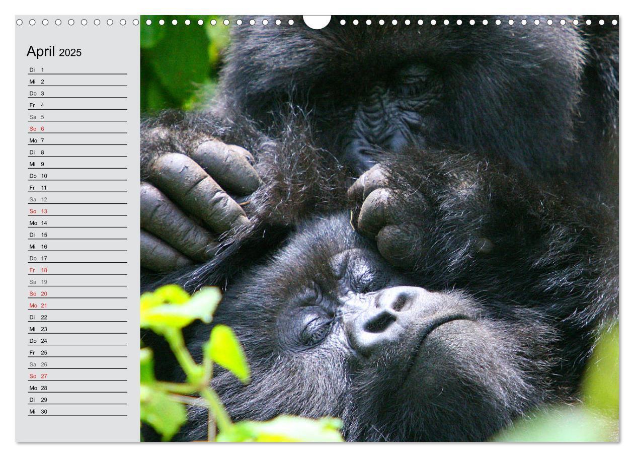 Bild: 9783435524440 | Berggorillas - die sanften Riesen (Wandkalender 2025 DIN A3 quer),...