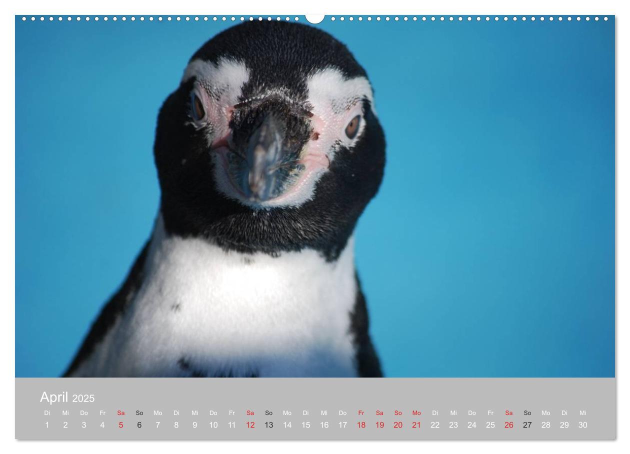 Bild: 9783435789603 | Pinguine 2025 (Wandkalender 2025 DIN A2 quer), CALVENDO Monatskalender