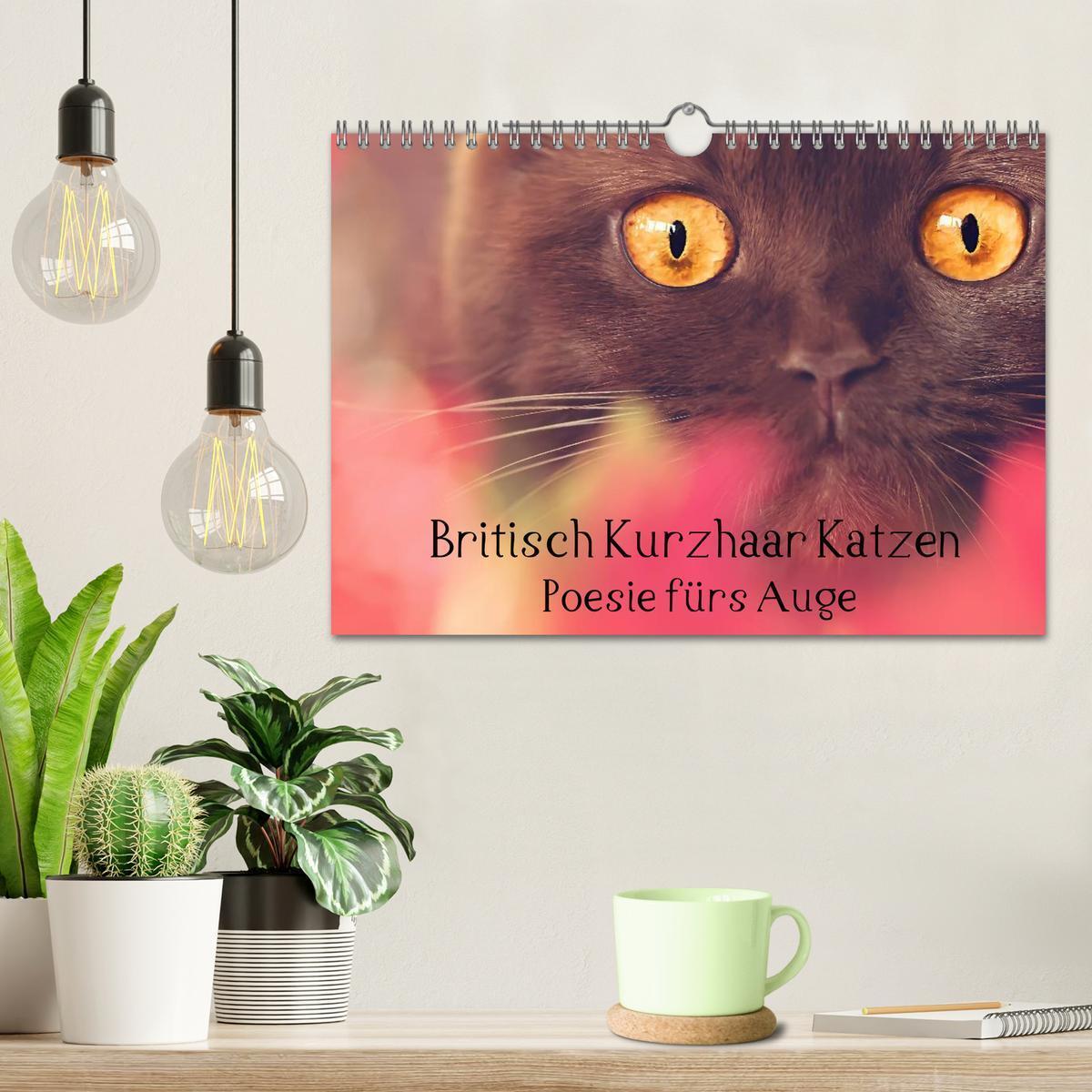 Bild: 9783435482917 | Britisch Kurzhaar Katzen - Poesie fürs Auge (Wandkalender 2025 DIN...