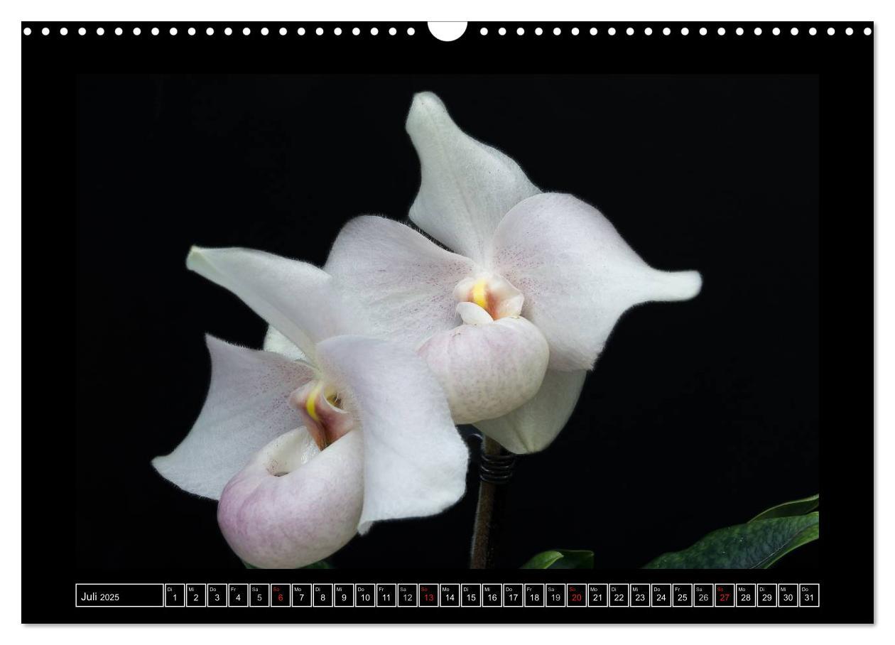 Bild: 9783435708703 | Frauenschuhe - die schönsten Orchideen der Welt (Wandkalender 2025...