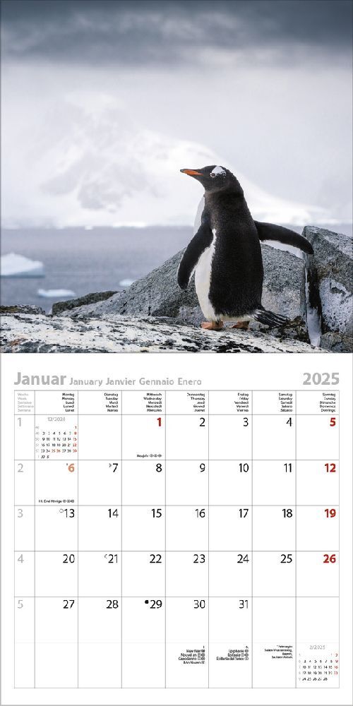 Bild: 9783731880240 | Pinguine 2025 | Korsch Verlag | Kalender | Englisch Broschur | 13 S.