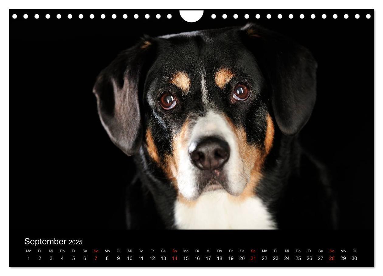 Bild: 9783435742691 | Dogs (Wandkalender 2025 DIN A4 quer), CALVENDO Monatskalender | Noack