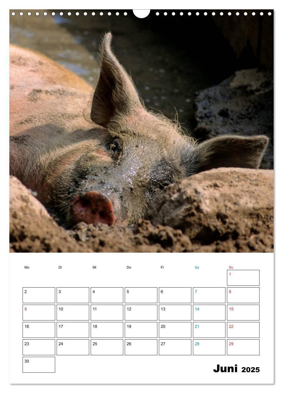 Bild: 9783457077863 | Schweine 2025 (Wandkalender 2025 DIN A3 hoch), CALVENDO Monatskalender