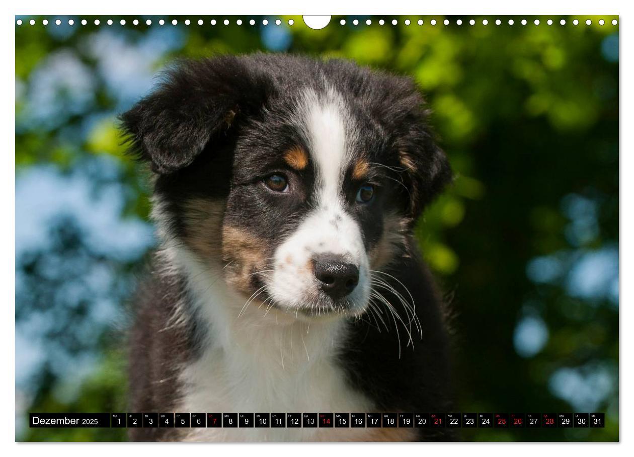 Bild: 9783435571130 | Bekannt wie ein bunter Hund. Australian Shepherd (Wandkalender 2025...