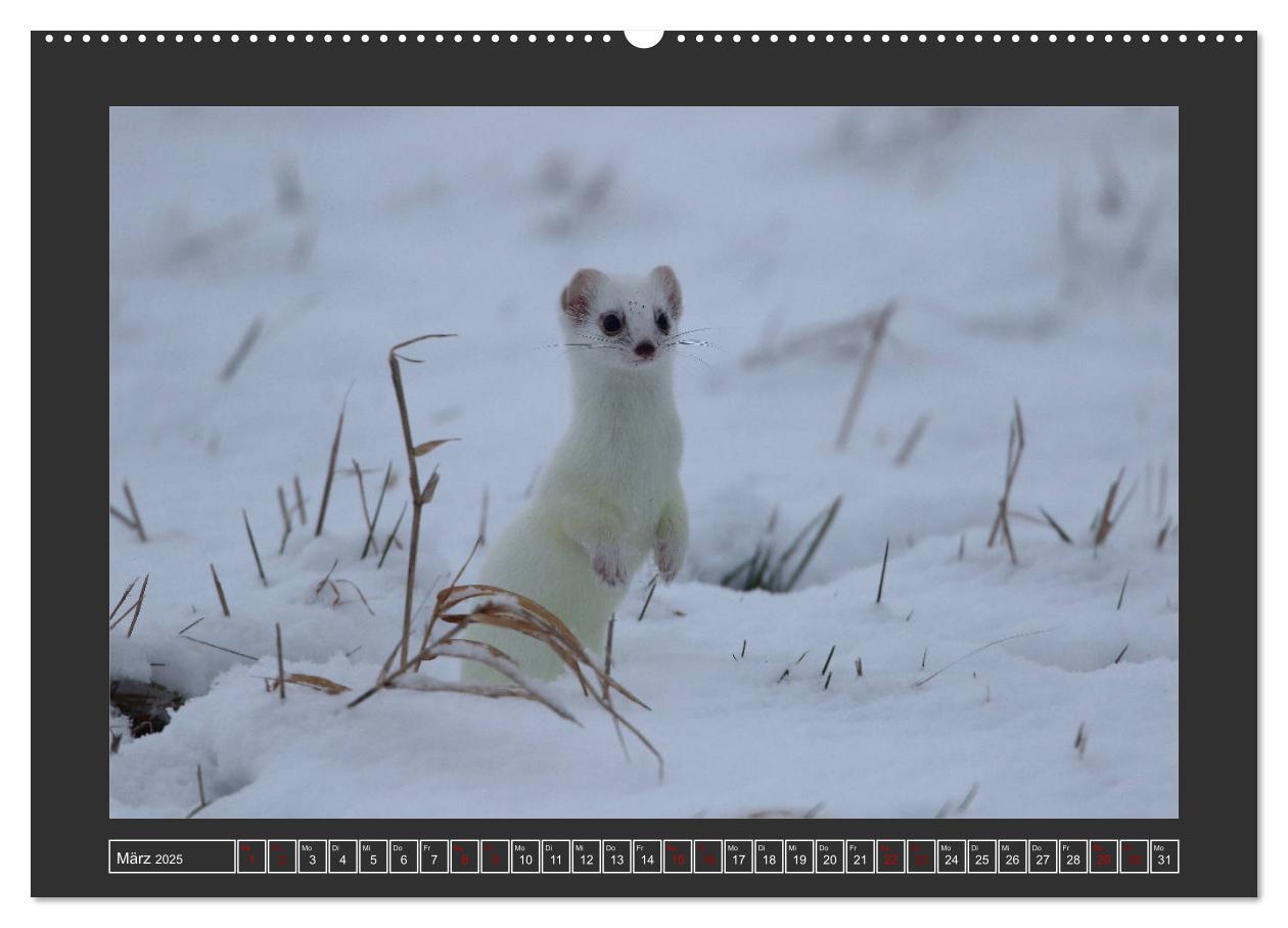 Bild: 9783435169481 | Winterzauber - Tiere in Eis und Schnee (Wandkalender 2025 DIN A2...