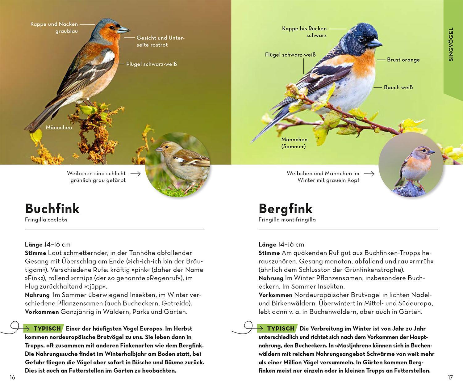 Bild: 9783440173886 | BASIC Gartenvögel | Volker Dierschke | Taschenbuch | 128 S. | Deutsch