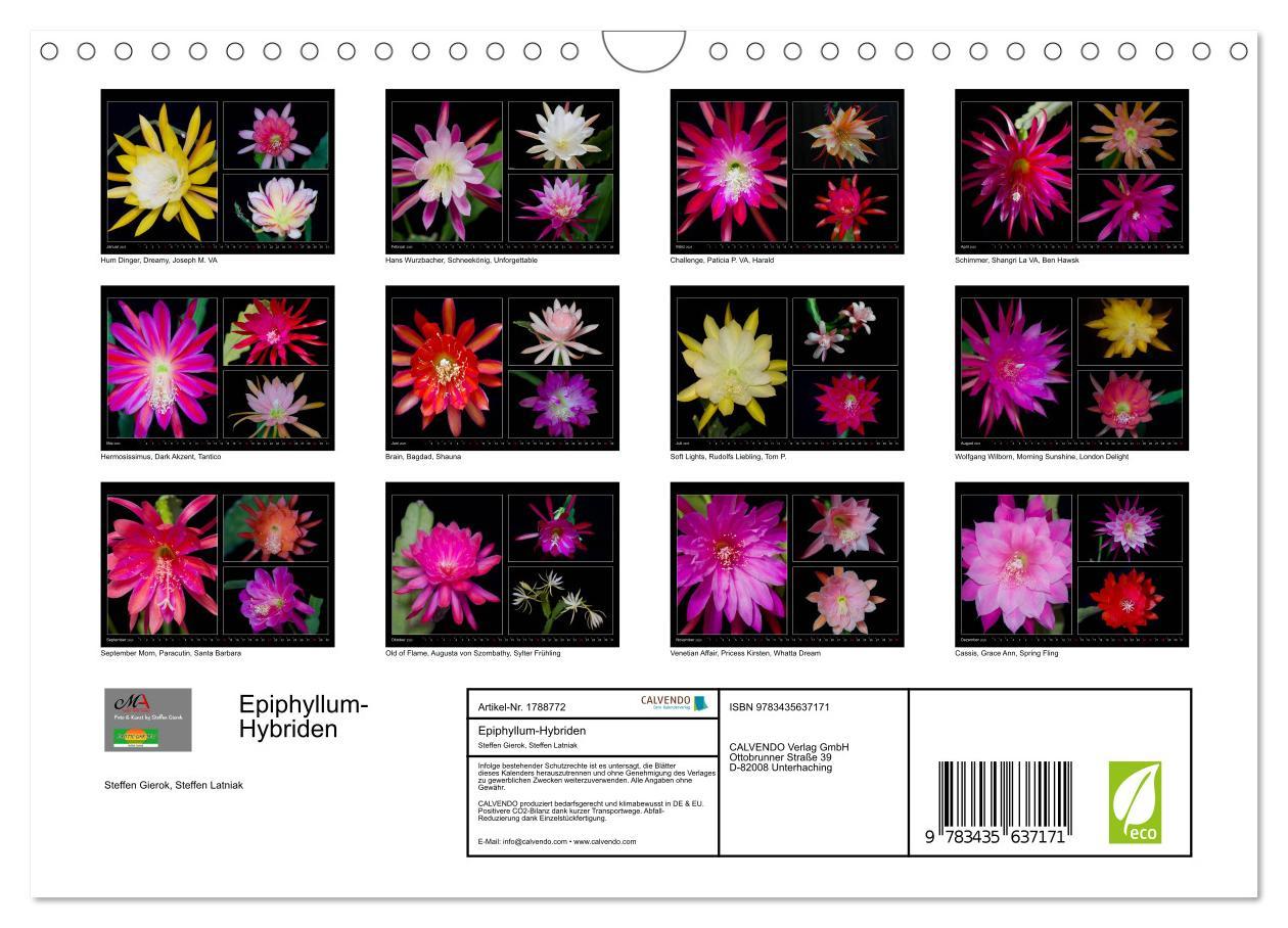 Bild: 9783435637171 | Epiphyllum-Hybriden (Wandkalender 2025 DIN A4 quer), CALVENDO...