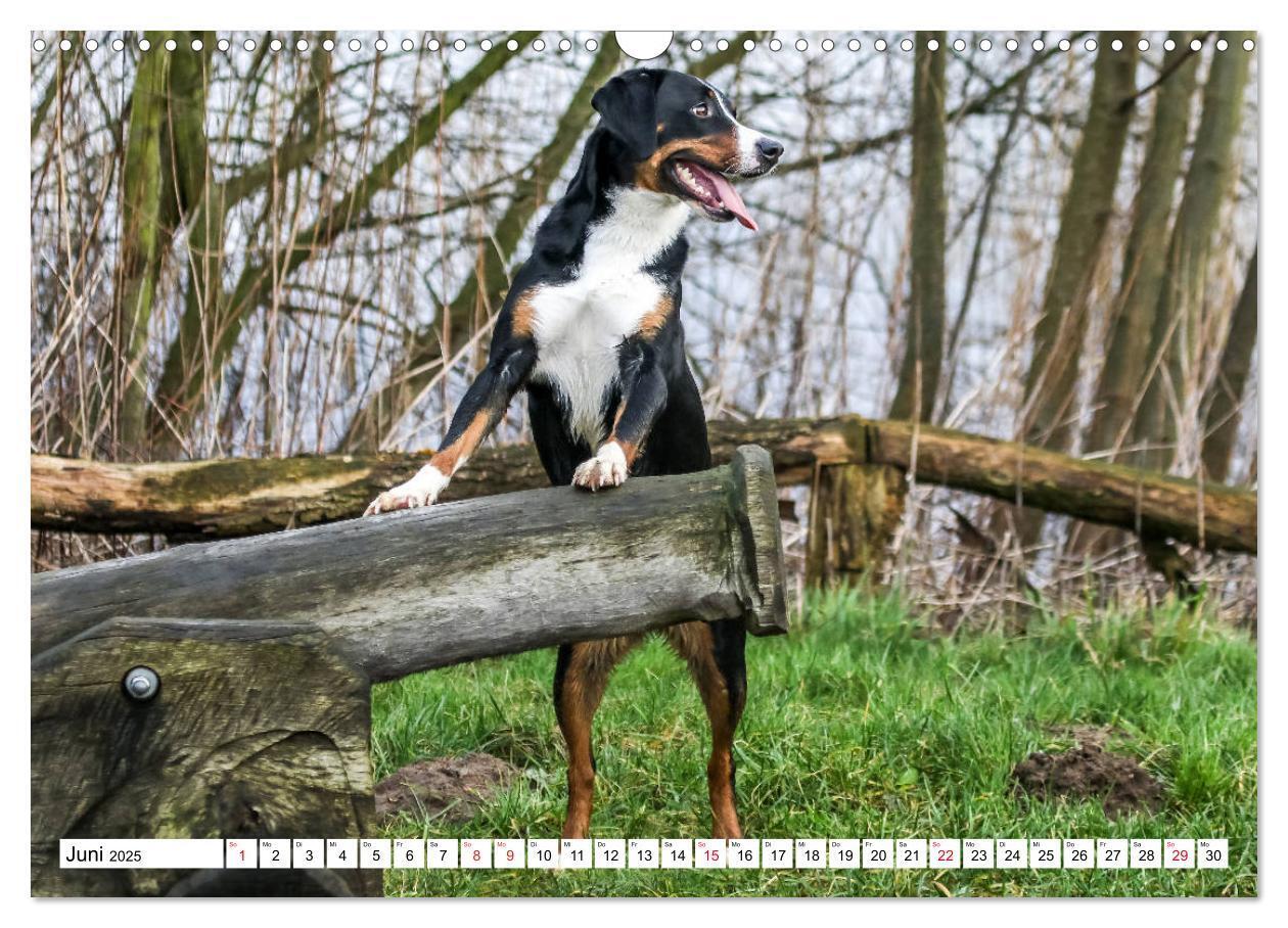 Bild: 9783435332441 | Appenzeller Sennenhunde (Wandkalender 2025 DIN A3 quer), CALVENDO...