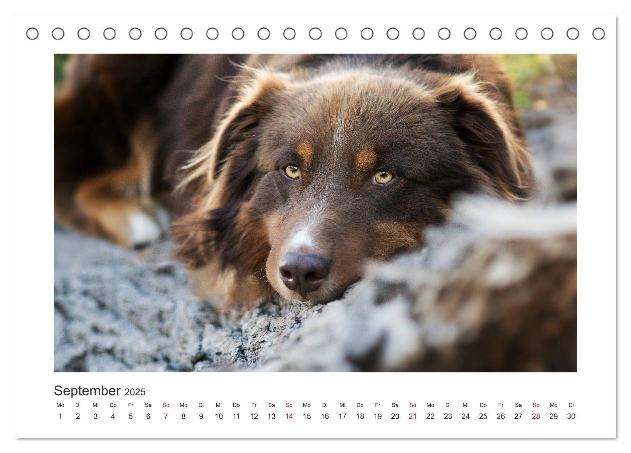 Bild: 9783435179954 | Herzensaussies - Australian Shepherd (Tischkalender 2025 DIN A5...