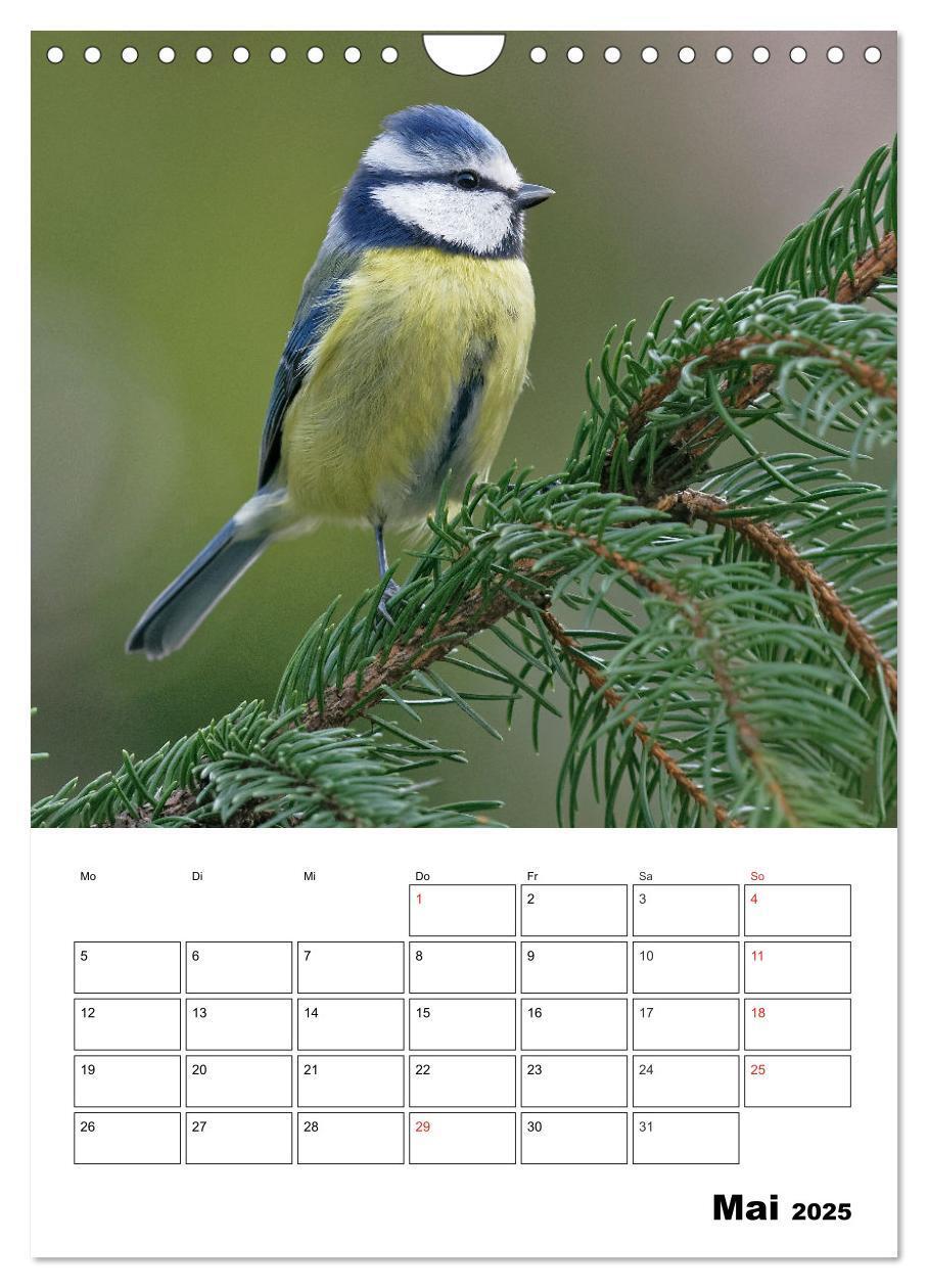 Bild: 9783457024195 | Bezaubernde Vögel im heimischen Garten (Wandkalender 2025 DIN A4...