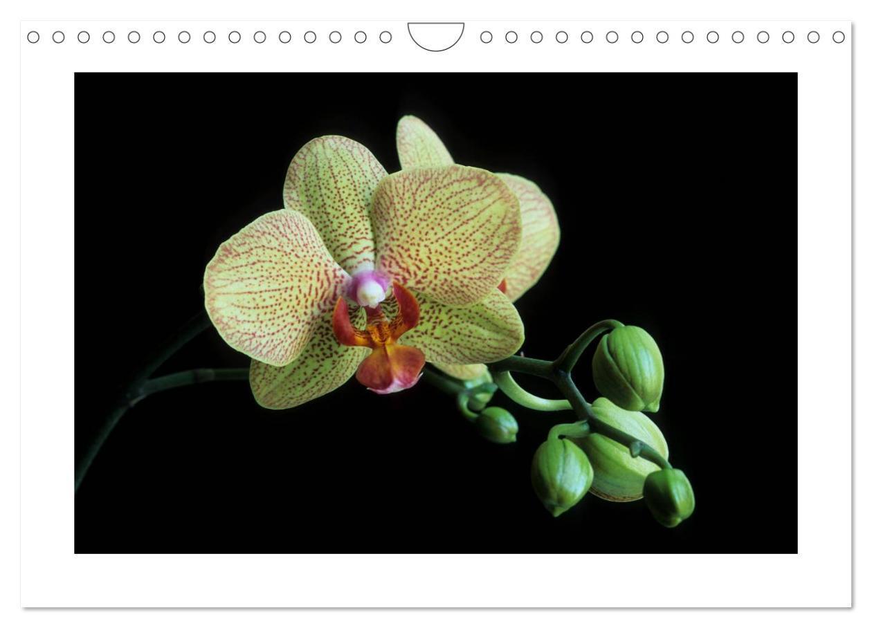 Bild: 9783435820474 | Orchideen 2025 (Wandkalender 2025 DIN A4 quer), CALVENDO...