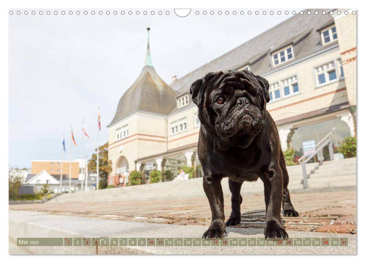 Bild: 9783435201761 | Sylt - Insel der Möpse (Wandkalender 2025 DIN A3 quer), CALVENDO...