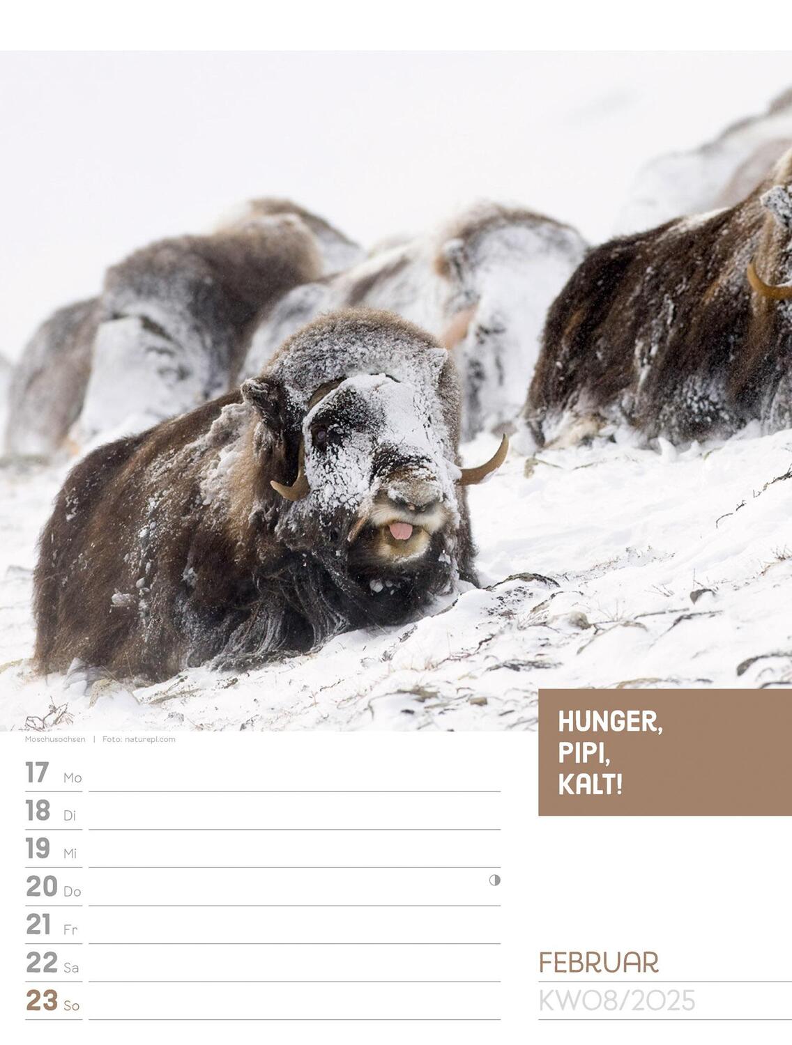 Bild: 9783838425962 | Tierisch! Sprüchekalender - Wochenplaner Kalender 2025 | Kunstverlag