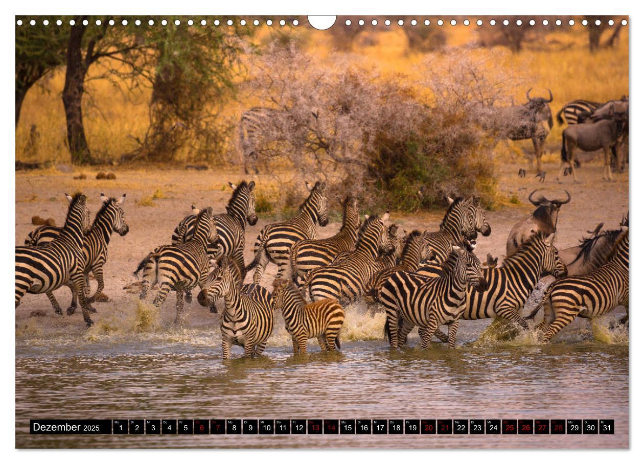 Bild: 9783435342167 | Tansania - Tierwanderung in der Serengeti (Wandkalender 2025 DIN A3...