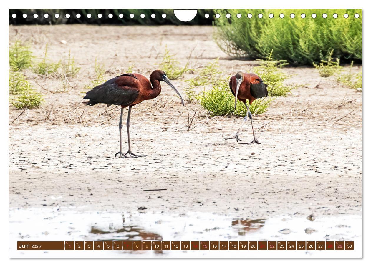 Bild: 9783383845499 | Die Vogelwelt der Camargue (Wandkalender 2025 DIN A4 quer),...