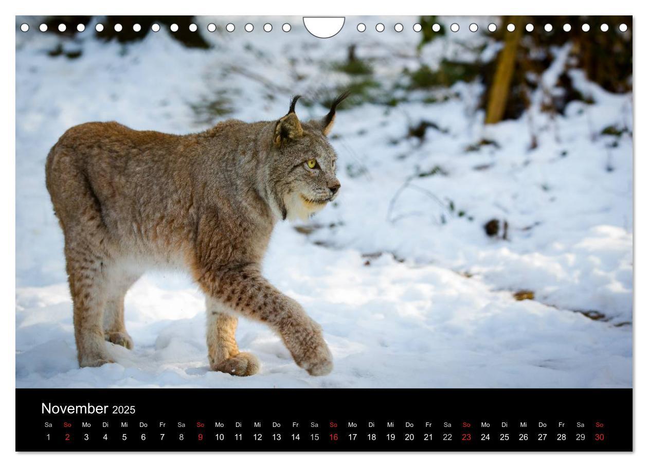 Bild: 9783435606146 | Luchse - Europas größte Katzen (Wandkalender 2025 DIN A4 quer),...