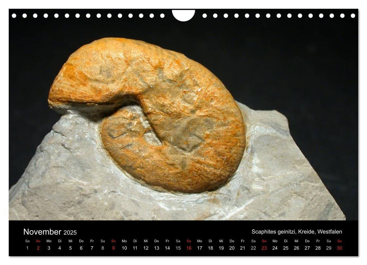 Bild: 9783435772056 | Fossilien - Zeugen der Urzeit (Wandkalender 2025 DIN A4 quer),...