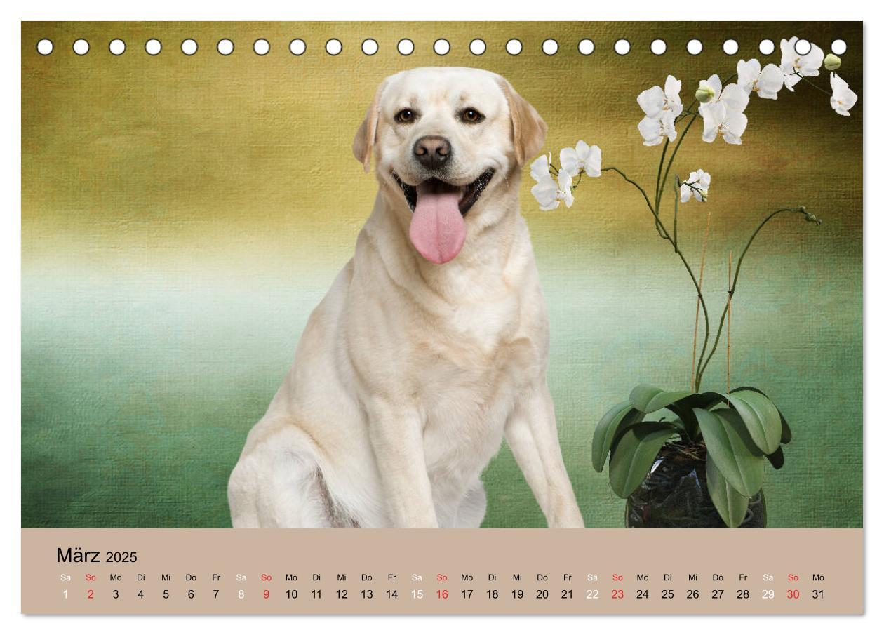 Bild: 9783435160242 | Labrador Retriever unsere Freunde (Tischkalender 2025 DIN A5 quer),...