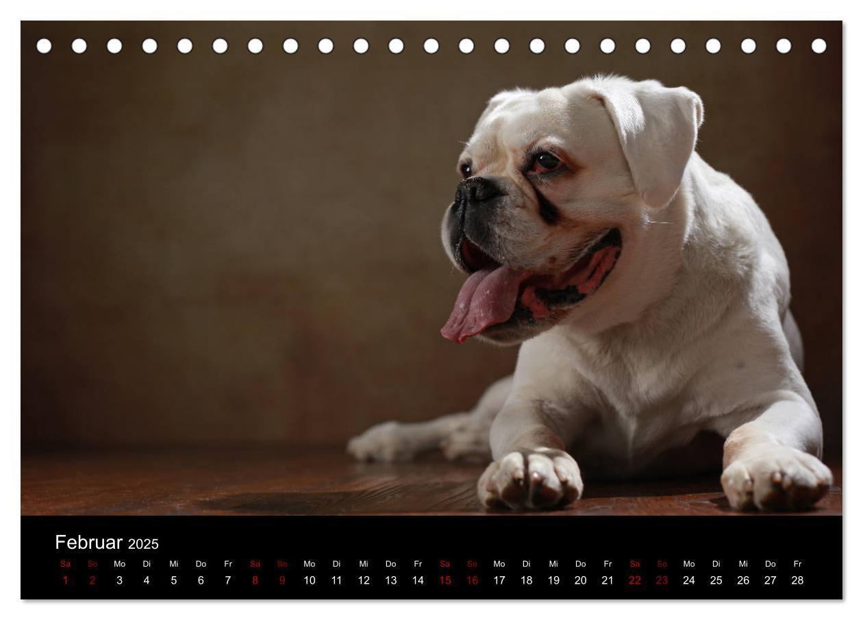 Bild: 9783435435494 | Liebenswerte Boxer (Tischkalender 2025 DIN A5 quer), CALVENDO...