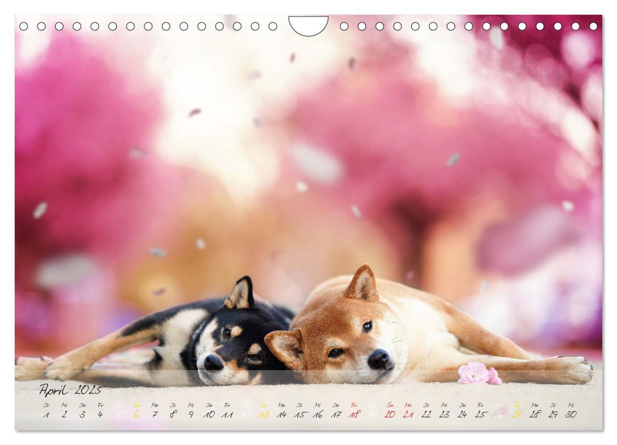 Bild: 9783435051779 | Shiba Inu - mutig, treu, selbstbewusst (Wandkalender 2025 DIN A4...