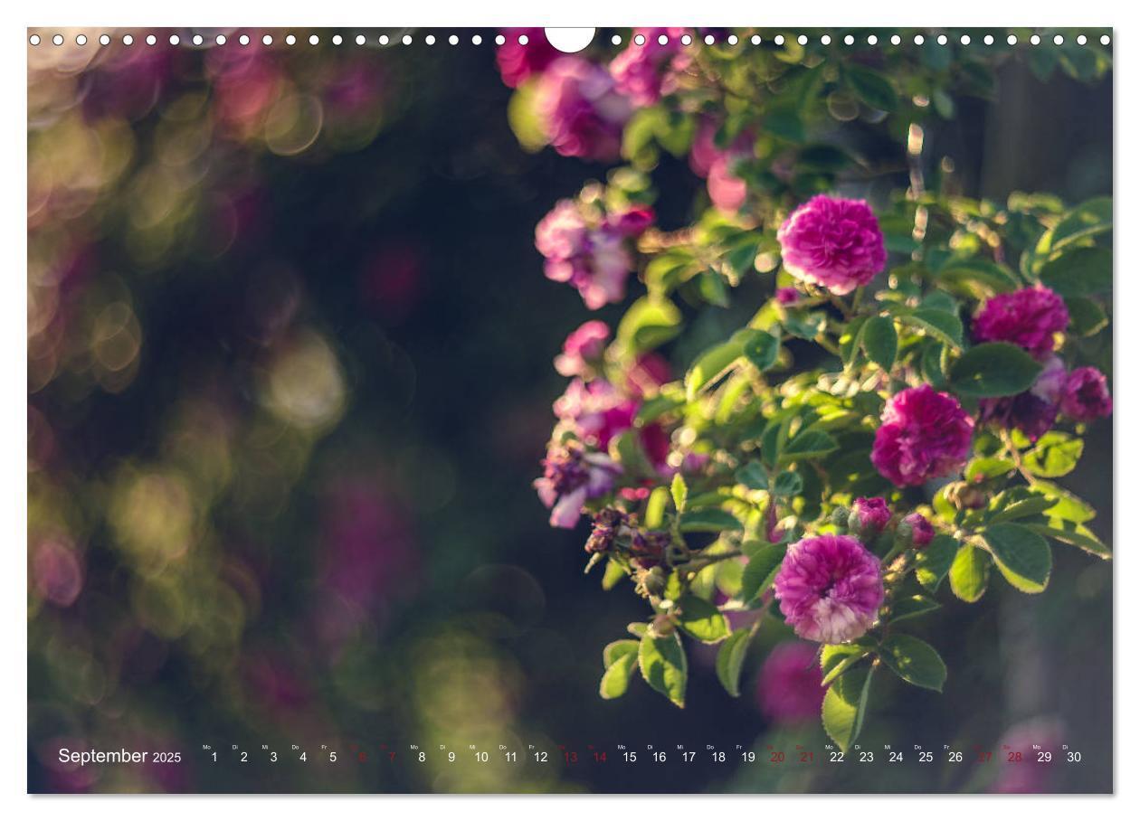 Bild: 9783435390861 | Die Welt der Alten Rosen (Wandkalender 2025 DIN A3 quer), CALVENDO...