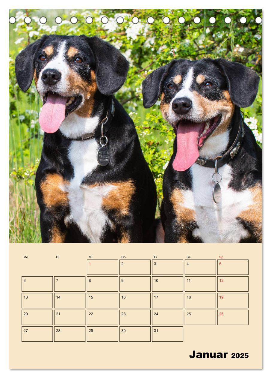 Bild: 9783435944408 | Jahresplaner Entlebucher Sennenhund (Tischkalender 2025 DIN A5...