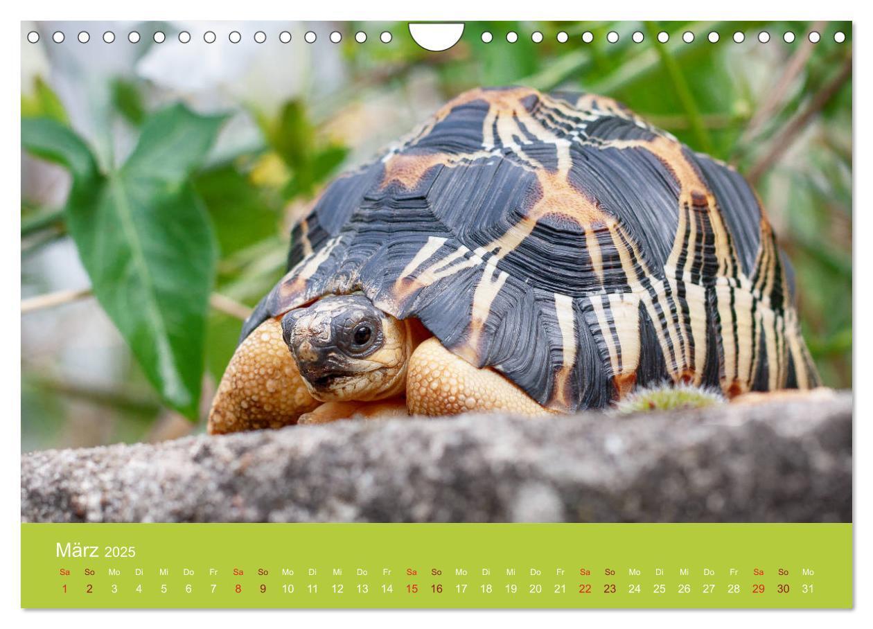 Bild: 9783435315895 | Meine Schildkröten (Wandkalender 2025 DIN A4 quer), CALVENDO...